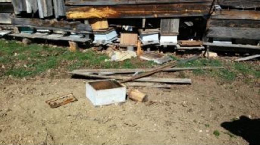 A&ccedil; Kalan Ayı Arı Kovanını Par&ccedil;aladı