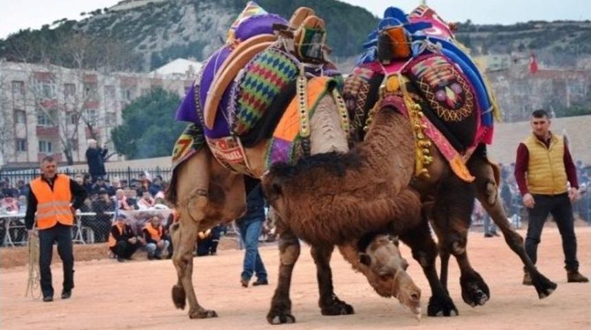 3&rsquo;nc&uuml; Biga Deve G&uuml;reşleri