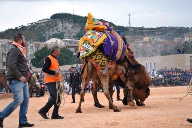 3’ncü Biga Deve Güreşleri