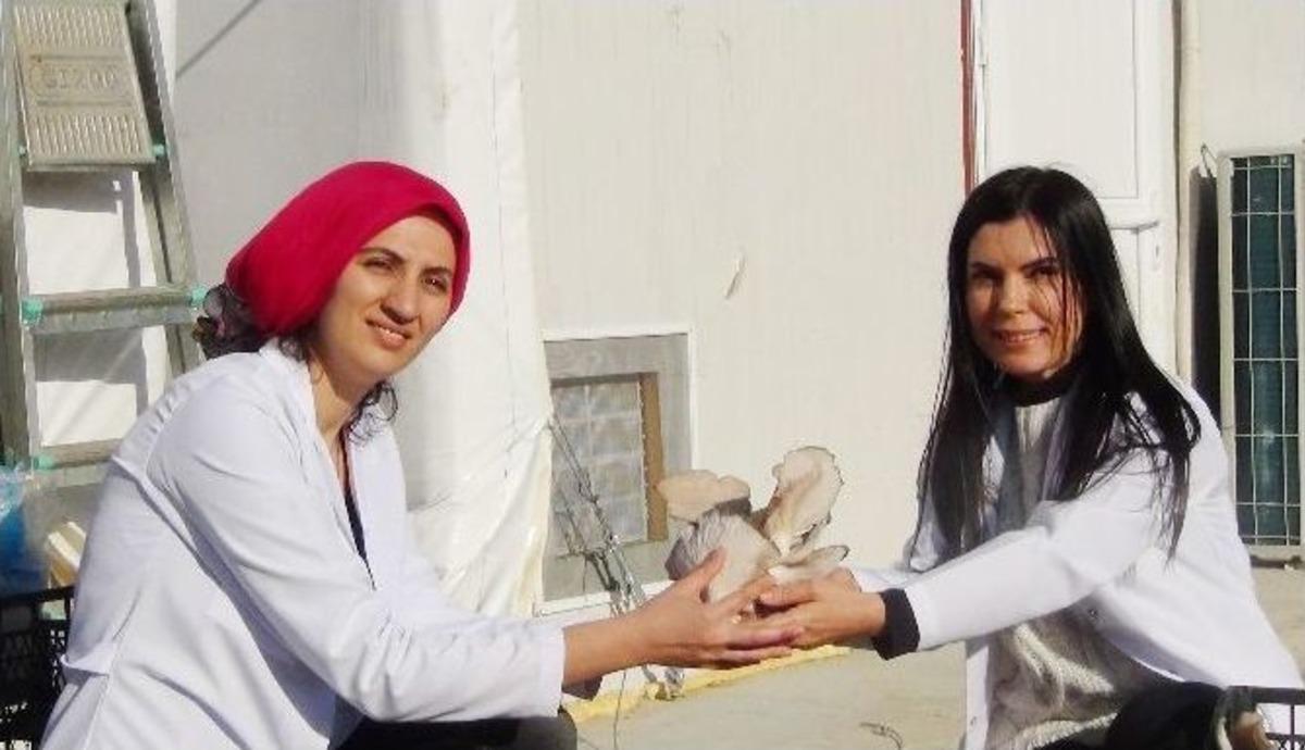 Aile B&uuml;t&ccedil;elerine Katkı İ&ccedil;in Başladılar, Ayda 10 Ton Mantar &Uuml;retiyorlar