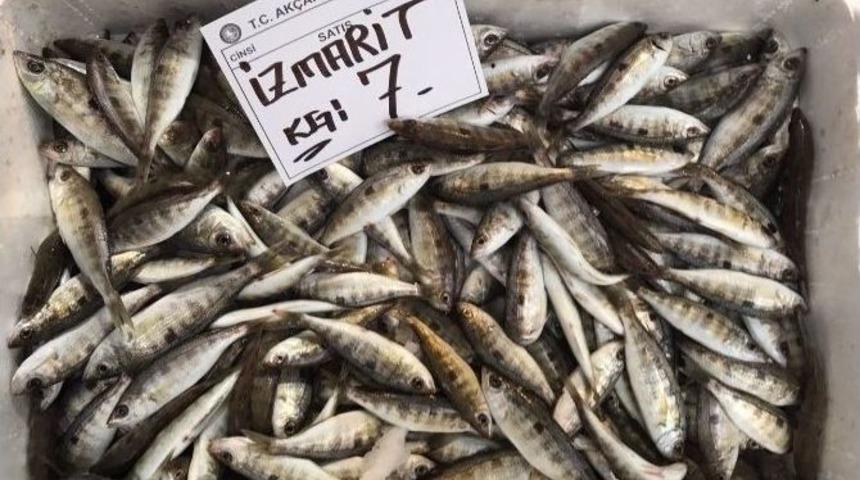 Hamsinin Kaybolduğu Tezgahta Zam Şampiyonu İstavrit