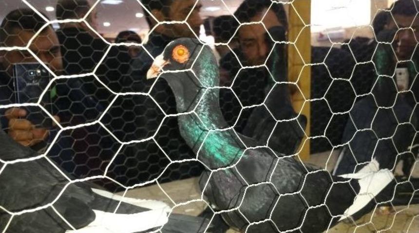 Osmaniye&rsquo;de Geleneksel G&uuml;vercin Festivali Başladı