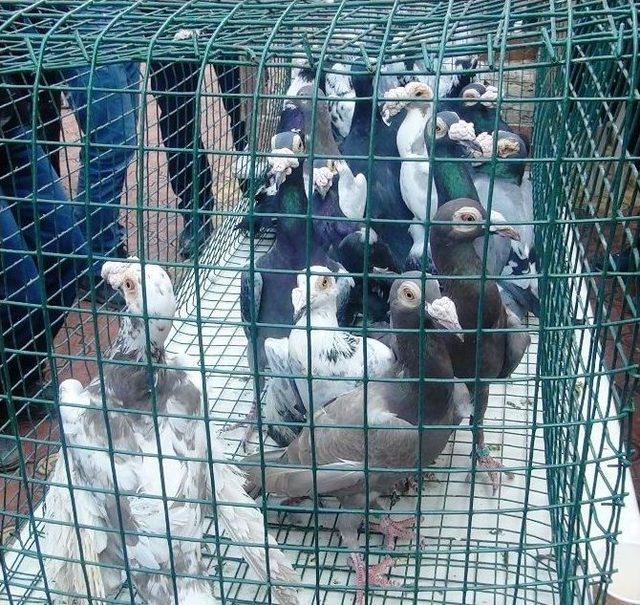 Osmaniye&rsquo;de Geleneksel G&uuml;vercin Festivali Başladı 2