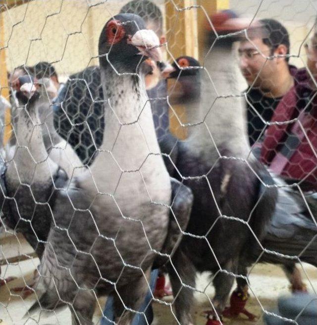 Osmaniye&rsquo;de Geleneksel G&uuml;vercin Festivali Başladı 3