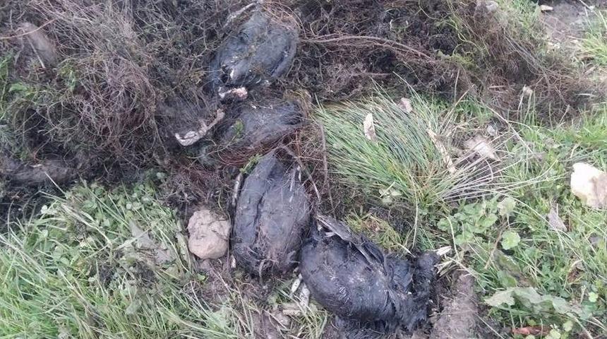 Sapanca G&ouml;l&uuml;&rsquo;nde Ağa Takılan &Ccedil;ok Sayıda Balık Ve &Ouml;rdek Telef Oldu