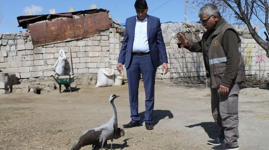 Yaralı Telli Turna Tedavi Edilecek