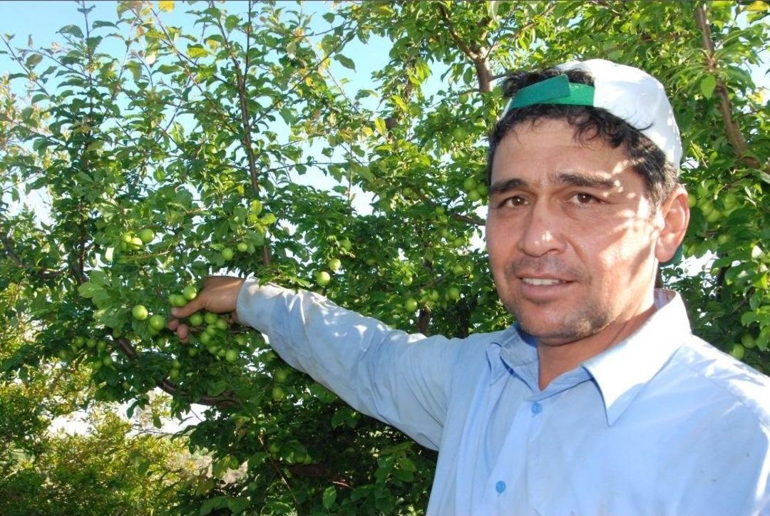 Yılın İlk A&ccedil;ıkta Erik Hasadı Başladı