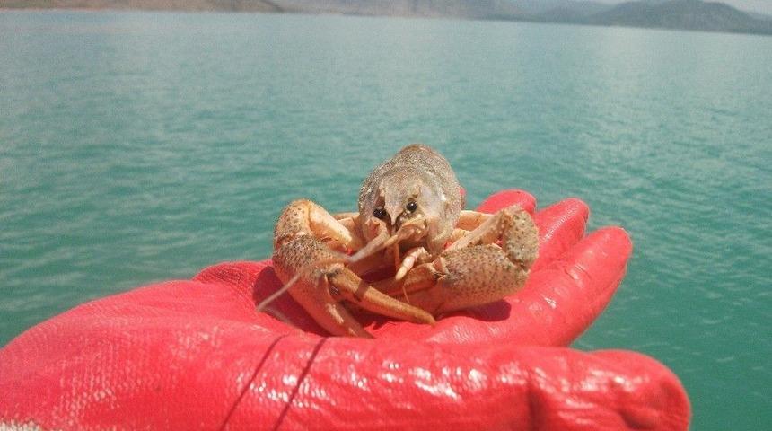 Beyşehir G&ouml;l&uuml;nde Kerevit &Uuml;retimi Canlandırılacak