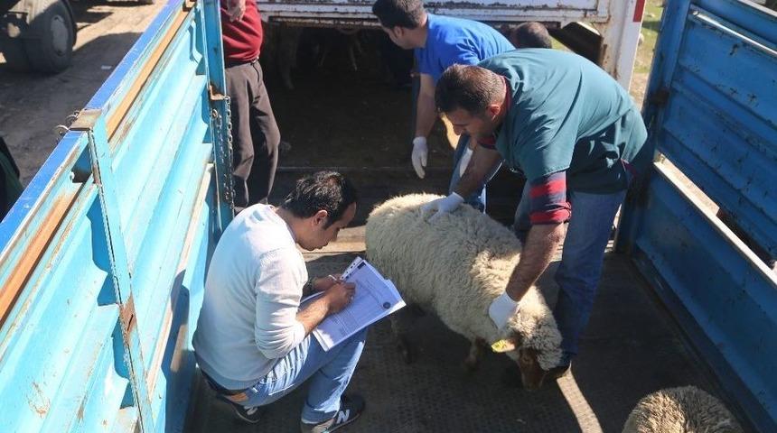 Silopi&rsquo;de 24 Gen&ccedil; &Ccedil;ift&ccedil;iye 960 K&uuml;&ccedil;&uuml;kbaş Hayvan Dağıtıldı