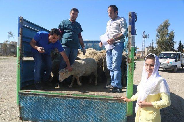 Silopi’de 24 Genç Çiftçiye 960 Küçükbaş Hayvan Dağıtıldı