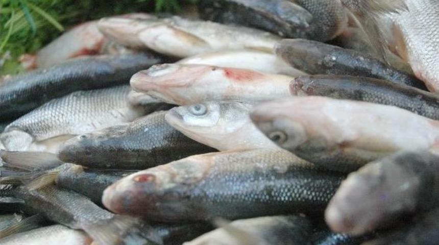 Tezg&acirc;hlarda &lsquo;inci Kefali&rsquo; Bereketi