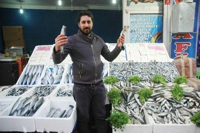 Tezg&acirc;hlarda &lsquo;inci Kefali&rsquo; Bereketi 1