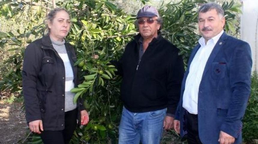 Gazipaşa'da Tropikal Bah&ccedil;ede '&ccedil;ikolata Meyvesi'