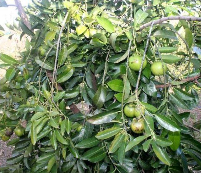 Gazipaşa'da Tropikal Bahçede 'çikolata Meyvesi'