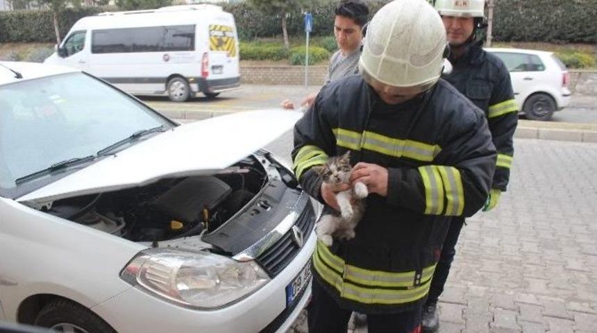 Aydın İtfaiyesinden Kedi Seferberliği