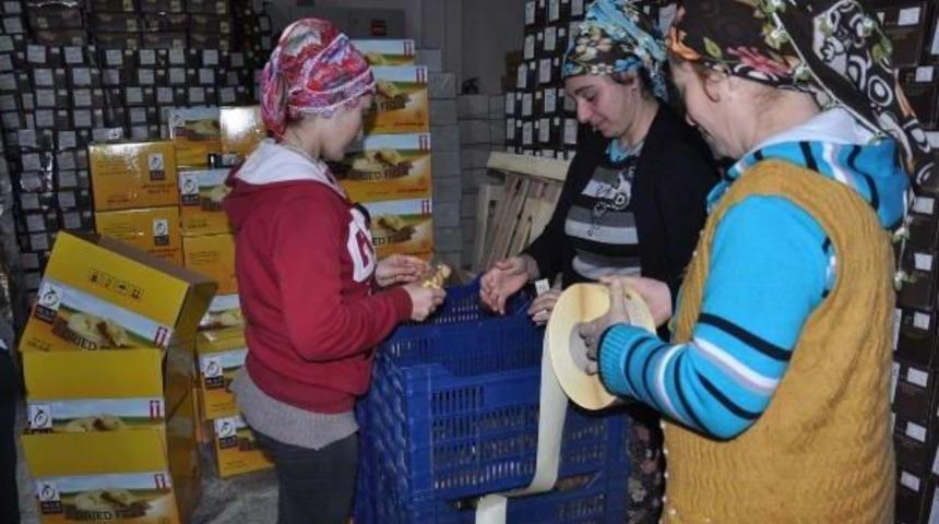 Suriyeli M&uuml;hendis Incir Ihracat&ccedil;ısı Oldu, 45 Kişiye Iş Verdi