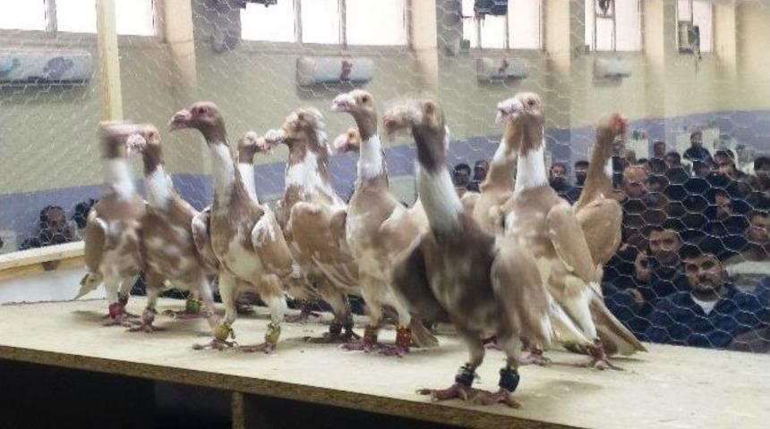 Osmaniye G&uuml;vercin Festivali&rsquo;nin Kazananları Belli Oldu