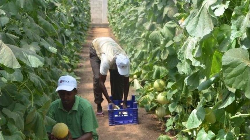 Somali Tarım Okulu Projesi "yılın Projesi" Se&ccedil;ildi