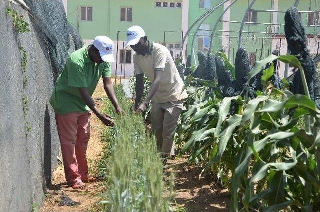 Somali Tarım Okulu Projesi 
