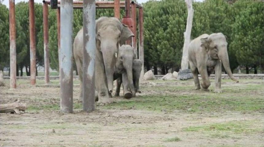 6 Yaşındaki Sevimli Fil &rsquo;izmir&rsquo; 2 Bu&ccedil;uk Tona Ulaştı