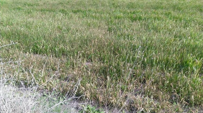 Edirne &Ccedil;ift&ccedil;isini Endişe Sardı