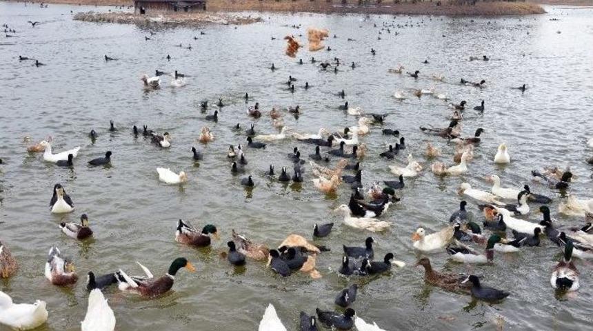 &Ouml;rdekler Mogan&rsquo;da Doğal Yaşama Kavuştu