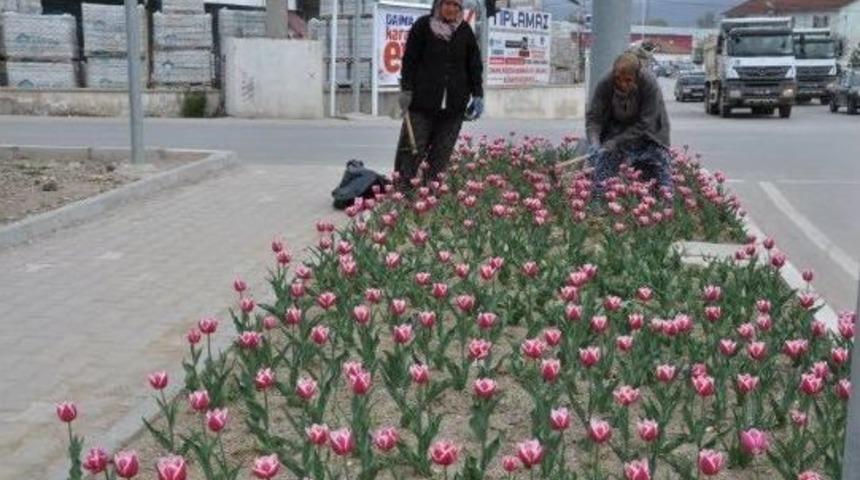 Simav&rsquo;da 30 Bin Lale Soğanı Dikildi