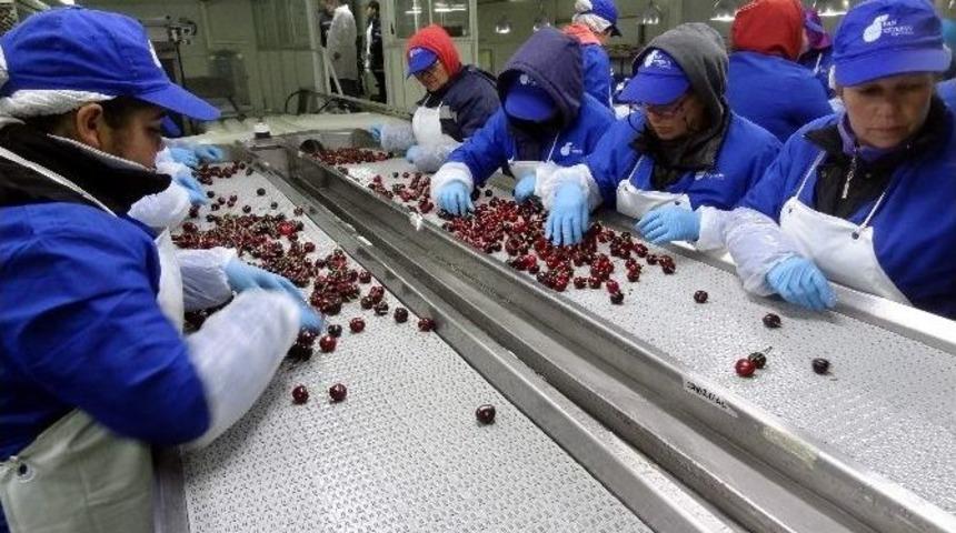 Ege Kiraz Ve &Uuml;z&uuml;mde Avrupa Pazarını G&uuml;&ccedil;lendiriyor