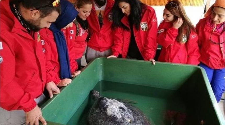 Mersin&rsquo;de Carettaların Yuvalama Alanı Temizlendi