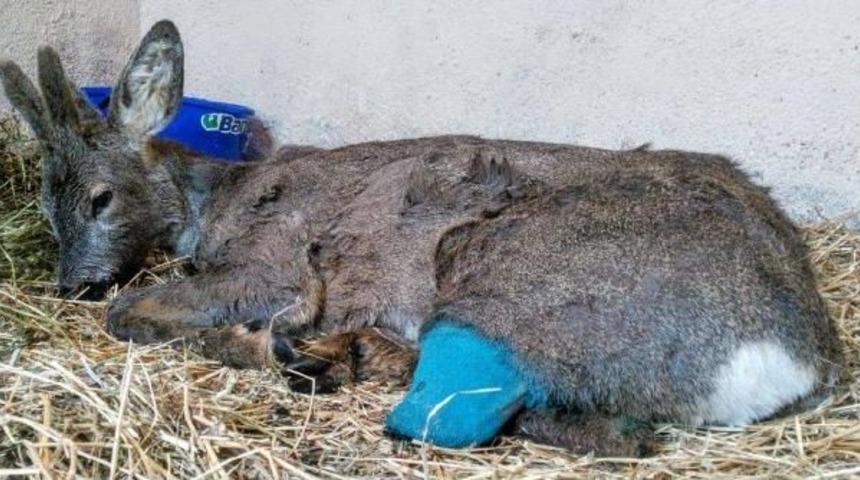 D&uuml;zce'de Yaralı Karaca Tedaviye Alındı