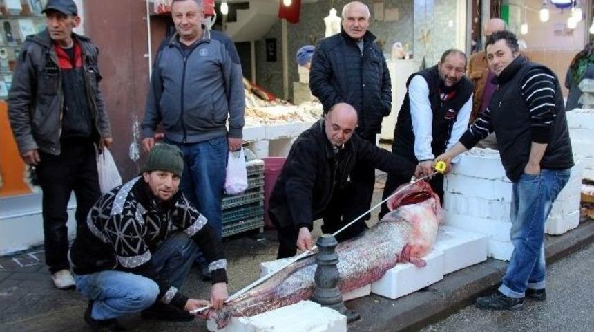 Balık&ccedil;ılar 2,2 Metrelik Balık Yakaladı