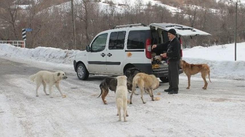 K&ouml;peklerin Karnını Doyurmak İ&ccedil;in Her G&uuml;n 50 Kilometre Yol Gidiyor