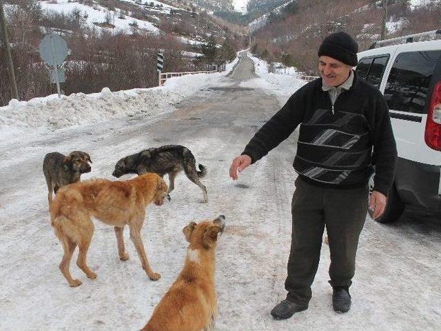K&ouml;peklerin Karnını Doyurmak İ&ccedil;in Her G&uuml;n 50 Kilometre Yol Gidiyor 1