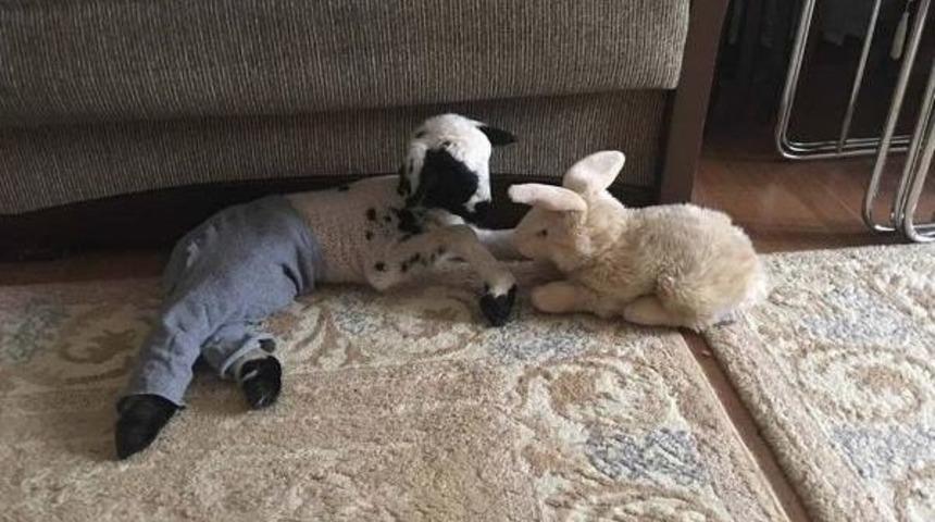 Eve Aldıkları Kuzuyu Biberonla Besleyip, Altına Bez Bağlıyorlar