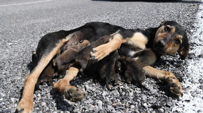 Konyaaltı Belediyesi 7 Yavrulu K&ouml;peğe Sahip &Ccedil;ıktı