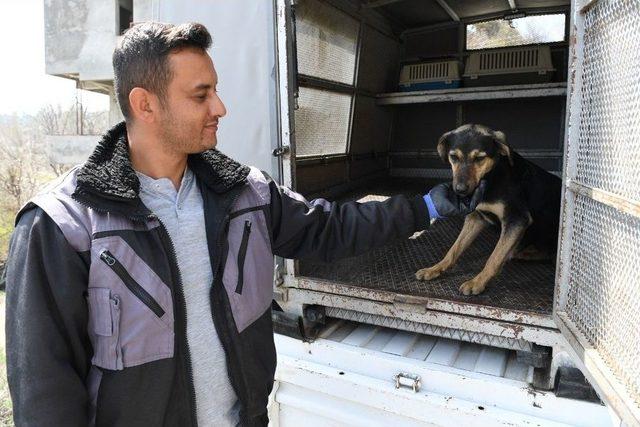 Konyaaltı Belediyesi 7 Yavrulu Köpeğe Sahip Çıktı