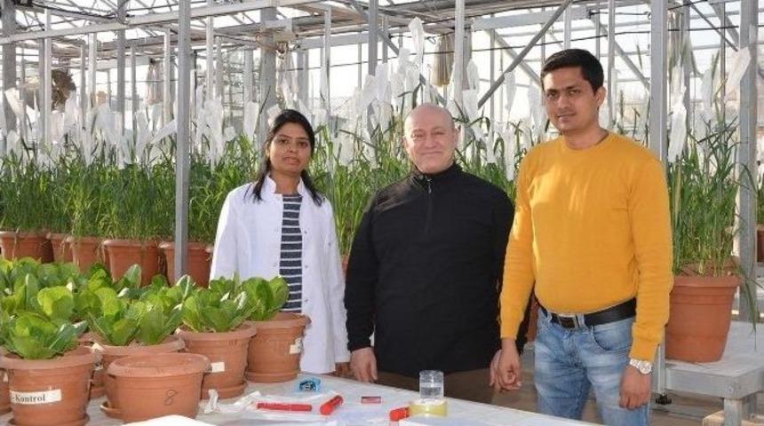 Sel&ccedil;uk, Tuzlu Topraklara Uygun Buğday &Uuml;retmeyi Hedefliyor