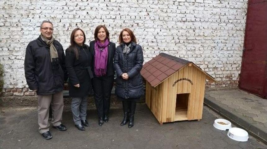 Sokak Hayvanları İ&ccedil;in &Uuml;&ccedil; Mahalleye Beş K&ouml;pek Kul&uuml;besi