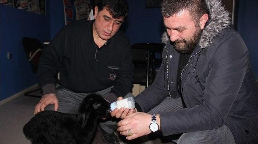 ‘anne’ Diyen Kuzu Görenleri Şaşkına Çevirdi