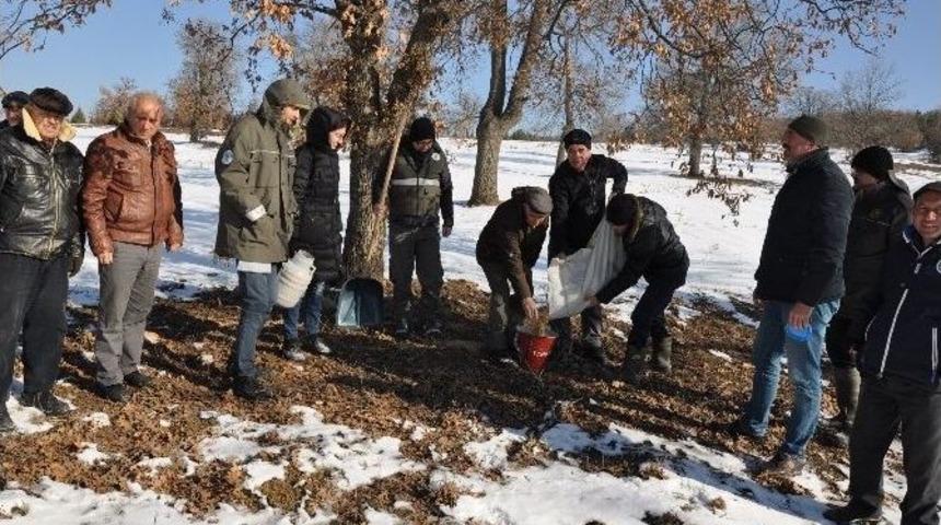 Yaban Hayvanları İ&ccedil;in Yemleme &Ccedil;alışması