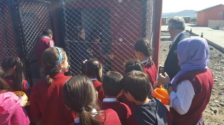 Bing&ouml;l&rsquo;de &Ouml;ğrenciler, Sokak Hayvanları Besledi