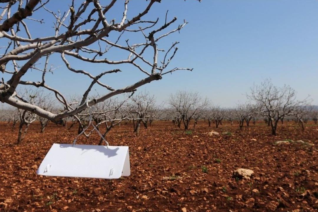 2 Bin Fıstık &Uuml;reticisine &ldquo;feromon Tuzaklama&rdquo;