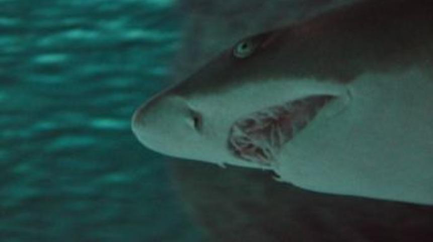 &Ccedil;ocuklar S&ouml;mestr Tatilinde Akvaryuma Akın Ettiler