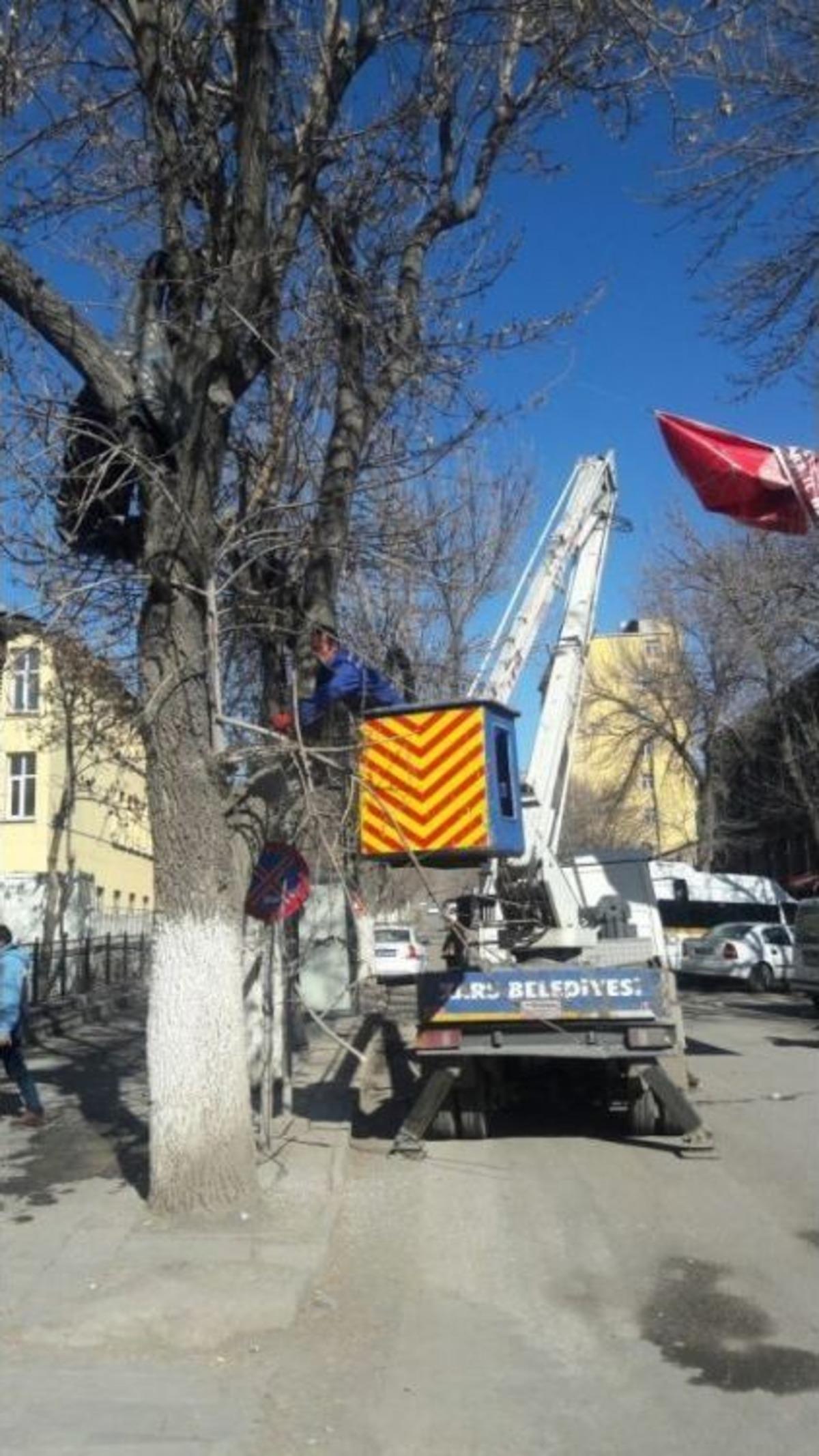 Kars Belediyesi Ağa&ccedil;ları Buduyor