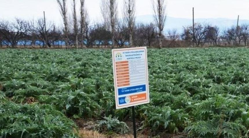 Aydınlı Enginar &Uuml;reticileri Sertifikalandı