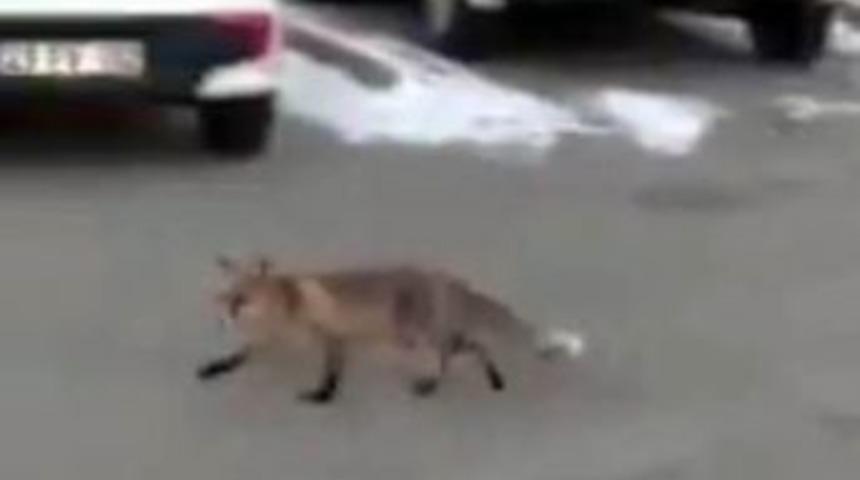 Elazığ&rsquo;da Tilkiler Şehre Kadar Geldi