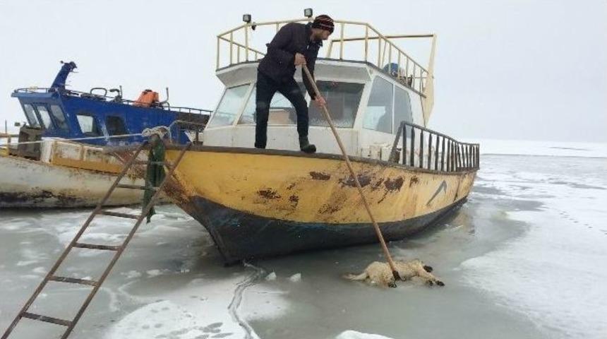 Suya D&uuml;şen K&ouml;pek Donarak &Ouml;ld&uuml;