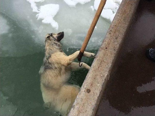 Suya Düşen Köpek Donarak Öldü