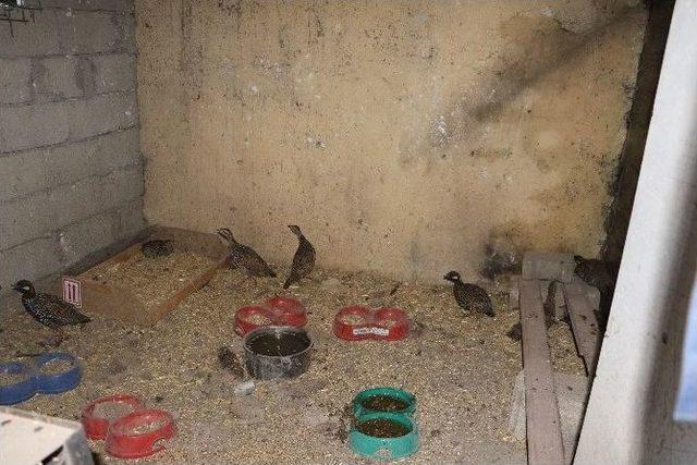 Şırnak&rsquo;ta Kanat T&uuml;yleri Kesilen 14 Tura&ccedil; Kuşu Bulundu 2