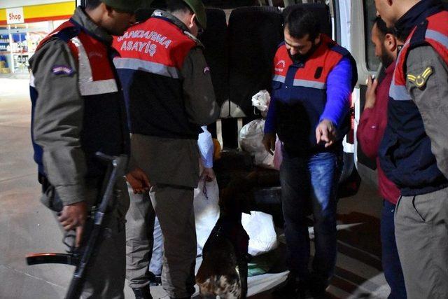 Tosya’da Detektör Köpekli “huzur” Operasyonu